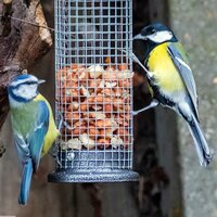 Bird Feeders & Stations