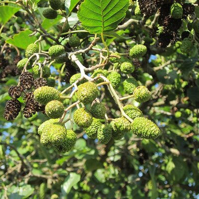 Black Alder (Alnus glutinosa)