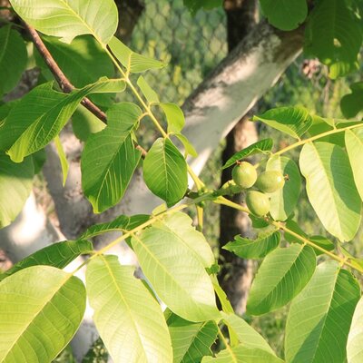 Black walnut (Juglans nigra) 60-90cm Bare Root