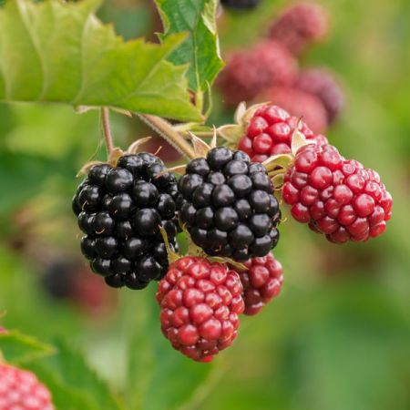 Blackberry Oregon - Image by ChiemSeherin from Pixabay 