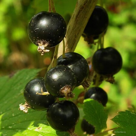 Blackcurrant 'Ben Connon' - Image by PublicDomainPictures from Pixabay 