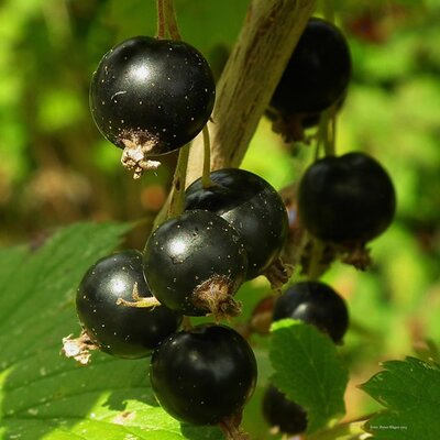 Blackcurrant 'Ben Connon' - Image by PublicDomainPictures from Pixabay 
