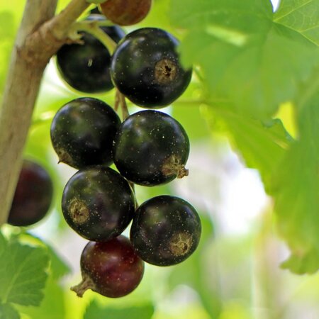 Blackcurrant 'Ben Sarek' - Image by Manfred Antranias Zimmer from Pixabay 