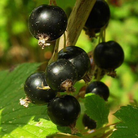 Blackcurrant 'Giant of Boskoop' - Image by PublicDomainPictures from Pixabay 