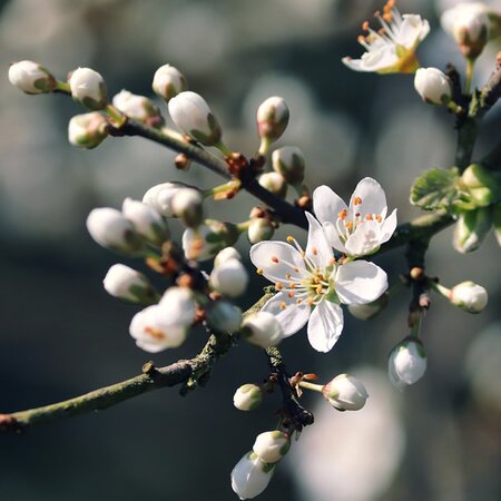 Blackthorn (Prunus spinosa) 60-80cm Bare Root