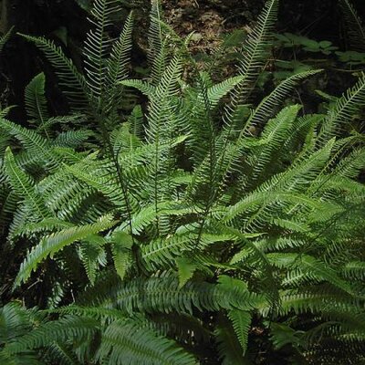 Blechnum Spicant - Photo by Hans Hillewaert (CC By-SA 4.0)