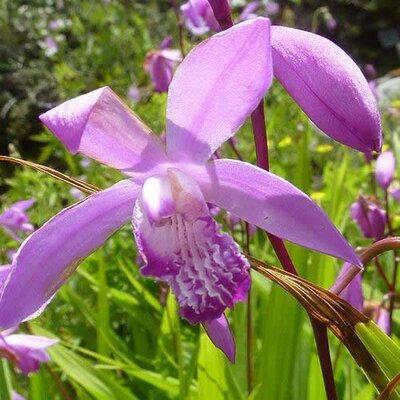 Bletilla striata (11cm pot)