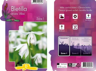 Bletilla striata 'Alba' (9cm pot)