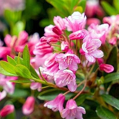 Bloombux ® Magenta (2L pot)