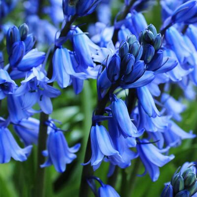 Bluebells - Image by armennano from Pixabay 