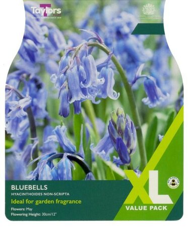 Bluebells  - Hyacinthoides Non-Scripta XL - Image courtesy of Taylor's Bulbs