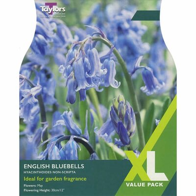 Bluebells Xl (10 bulbs)