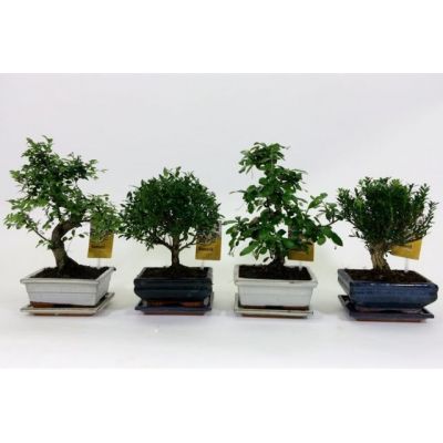 Bonsai in Ceramic Pot