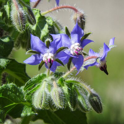 Borage - Photo by UerDomwet/Pxhere (CC0)