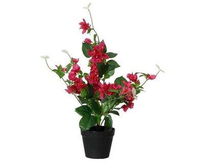 Bougainvillea in pot