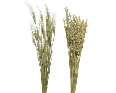 Bouquet oat on stem (assorted)