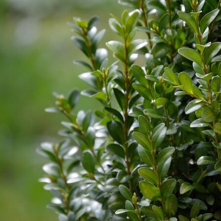 Box (Buxus sempervirens) 20-30cm Bare Root