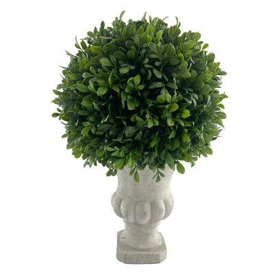 Boxwood Ball Plant, Pottery Urn -Image courtesy of Elmes