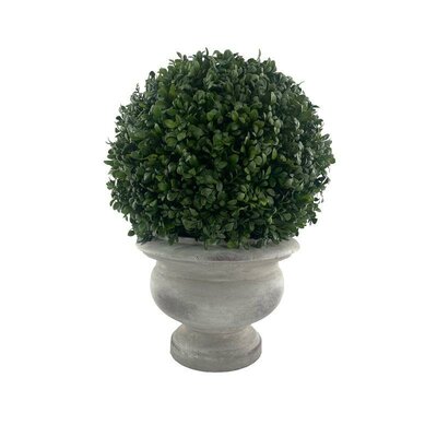 Boxwood Ball Plant, Pottery Urn -Image courtesy of Elmes