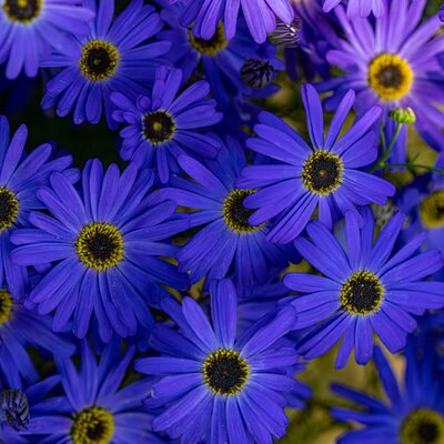 Brachyscome 'Blue' - Photo by Manish Sharma via pexels (CC0)