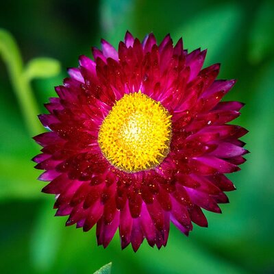 Bracteatum Mohave Purple Red - Photo by Plenuska (CC BY-SA 4.0)