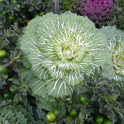 Ornamental Brassica – White - Photo taken at Ardcarne Garden Centre, Boyle – 17/10/2025