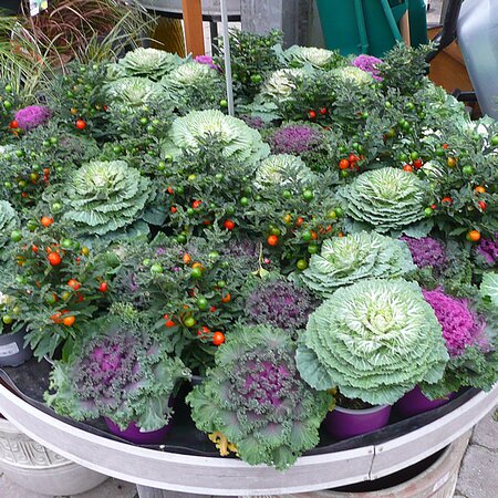 Ornamental Brassica – White - Photo taken at Ardcarne Garden Centre, Boyle – 17/10/2025