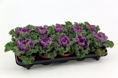 Brassica curly purple