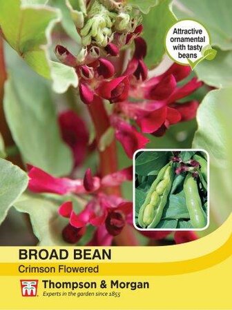 Broad Bean Crimson Flowered - image 1
