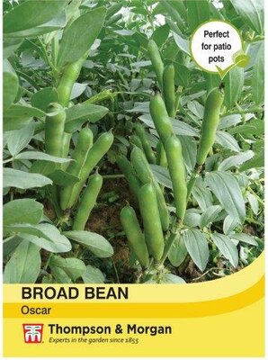 Broad Bean Oscar - image 1