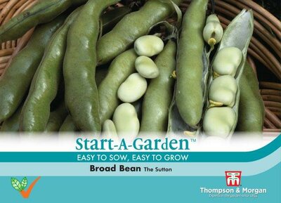 Broad Bean “The Sutton” - image 1