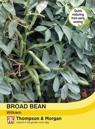 Broad Bean Witkiem - image 1