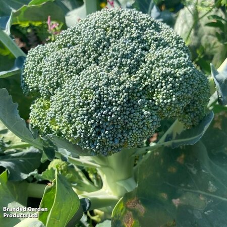 Broccoli Beneforte F1 - Image courtesy of Thompson & Morgan