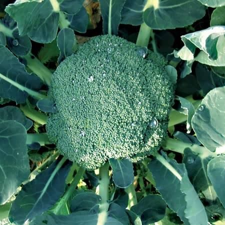 Broccoli (Calabrese) Green Magic F1