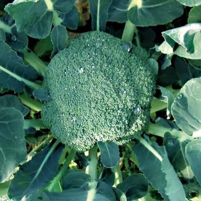 Broccoli (Calabrese) Green Magic F1