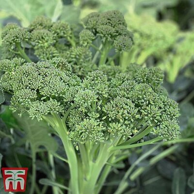 Broccoli calebrini “Sweet Returns “