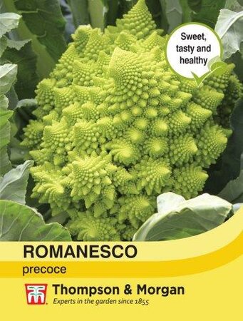 Broccoli Romanesco - image 1