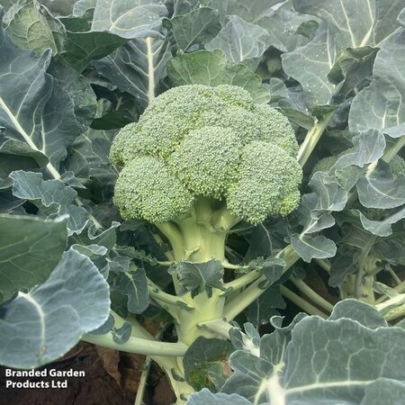 Broccoli Titanium F1 - Image courtesy of Thompson & Morgan