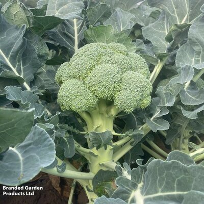 Broccoli Titanium F1 - Image courtesy of Thompson & Morgan