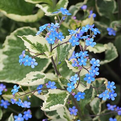 Brunnera 'Dawson's White' - Photo by Agnieszka Kwiecień, Nova (CC BY-SA 4.0)