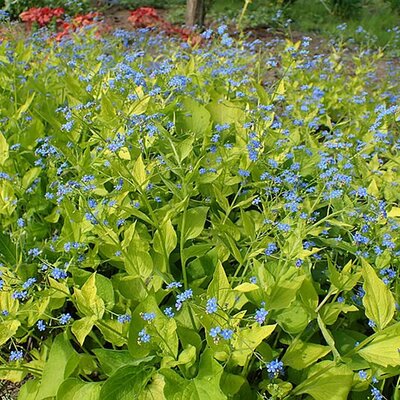 Brunnera 'Diane's Gold' - Photo by Krzysztof Ziarnek, Kenraiz (CC BY-SA 4.0)