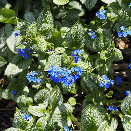 Brunnera 'Sea Heart' - Photo by Agnieszka Kwiecień, Nova (CC BY-SA 4.0)