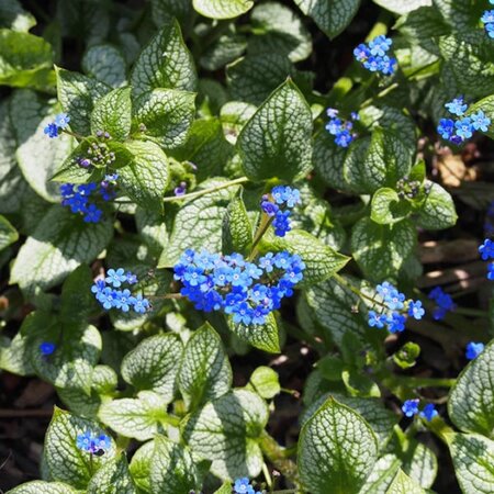 Brunnera 'Alexander's Great' - Photo by Agnieszka Kwiecień, Nova
(CC BY-SA 4.0)