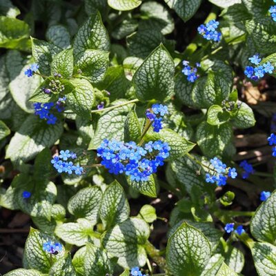 Brunnera 'Alexander's Great' - Photo by Agnieszka Kwiecień, Nova
(CC BY-SA 4.0)