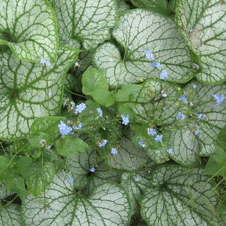 Brunnera macrophylla 'Jack Frost' - Photo by A. Barra (GFDL)