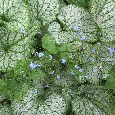 Brunnera macrophylla 'Jack Frost' - Photo by A. Barra (GFDL)