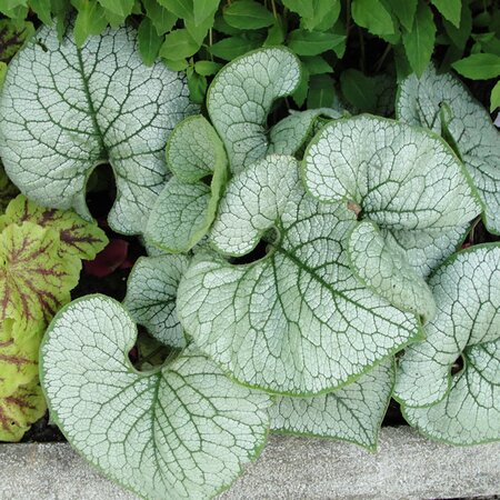 Brunnera 'Mega Heart' - Photo by Cimi / 354 Bilder (CC0)