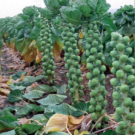 Brussels Sprout Brenden F1 - image 1