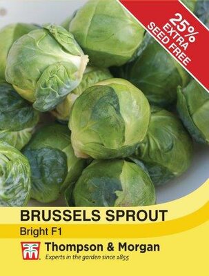 Brussels Sprout Bright F1 Hybrid - image 1