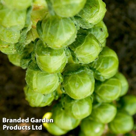 Brussels Sprout 'Cryptus' F1 - Image courtesy of Thompson & Morgan